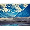Vintage retro effect filtered hipster style image of Tourists riding camels in Nubra valley in Himalayas, Ladakh