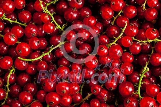 Redcurrant or red currant berries close up texture background Redcurrant or red currant berries close up texture background