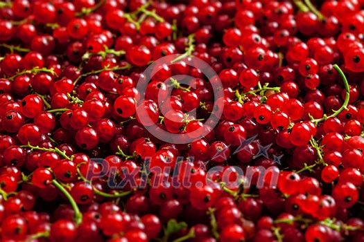 Redcurrant or red currant berries close up texture background Redcurrant or red currant berries close up texture background