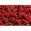 Redcurrant or red currant berries close up texture background