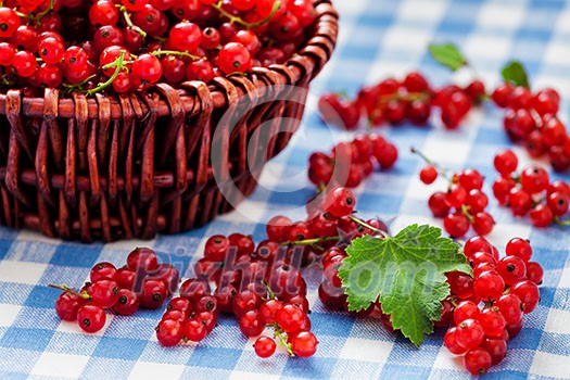 Redcurrant red currant berries in wicker bowl on kitchen table Redcurrant red currant berries in wicker bowl on kitchen table