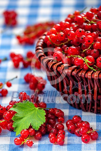 Redcurrant red currant berries in wicker bowl on kitchen table Redcurrant red currant berries in wicker bowl on kitchen table