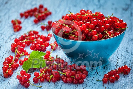 Redcurrant red currant berries in bowl on kitchen table Redcurrant red currant berries in bowl on kitchen table