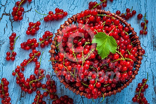 Redcurrant red currant berries in wicker bowl on kitchen table Redcurrant red currant berries in wicker bowl on kitchen table