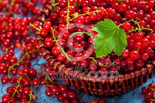 Redcurrant red currant berries in wicker bowl on kitchen table Redcurrant red currant berries in wicker bowl on kitchen table