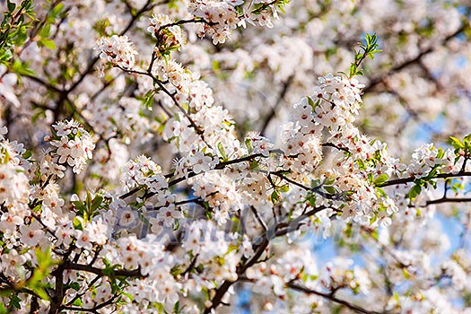 Apple tree blossoming flowers branch in spring Apple tree blossoming flowers branch in spring