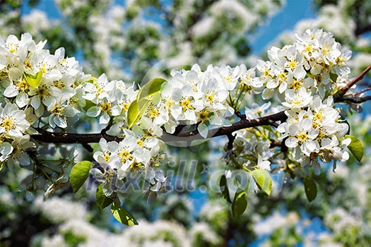 Apple tree blossoming flowers branch in spring Apple tree blossoming flowers branch in spring