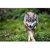 Gray/Eurasian wolf (Canis lupus)
