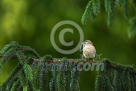 House Sparrow (Passer domesticus) in the process of building a nest House Sparrow (Passer domesticus) in the process of building a nest