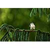 House Sparrow (Passer domesticus) in the process of building a nest