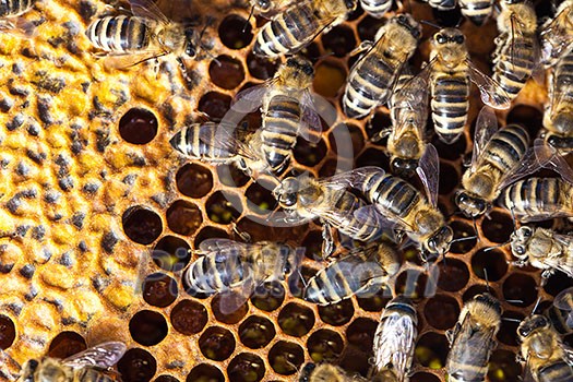 Macro shot of bees swarming on a honeycomb Macro shot of bees swarming on a honeycomb