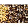 Macro shot of bees swarming on a honeycomb