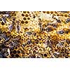 Macro shot of bees swarming on a honeycomb