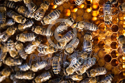 Macro shot of bees swarming on a honeycomb Macro shot of bees swarming on a honeycomb