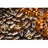 Macro shot of bees swarming on a honeycomb