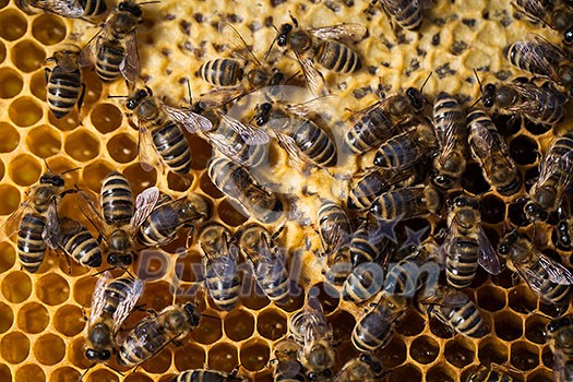 Macro shot of bees swarming on a honeycomb Macro shot of bees swarming on a honeycomb