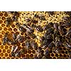 Macro shot of bees swarming on a honeycomb