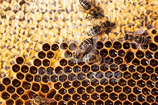 Macro shot of bees swarming on a honeycomb Macro shot of bees swarming on a honeycomb