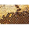 Macro shot of bees swarming on a honeycomb