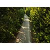 Aerial view of a forest road