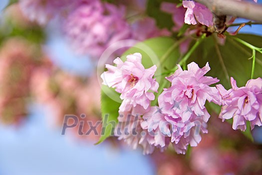 spring blossom of purple sakura against blue sky