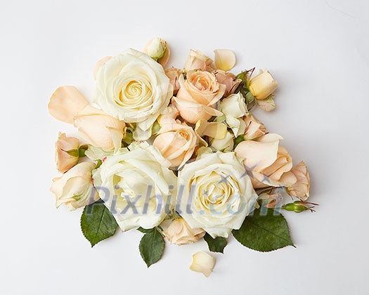 beautiful bouquet of beige roses on a white background, flat lay beautiful bouquet of beige roses on a white background, flat lay