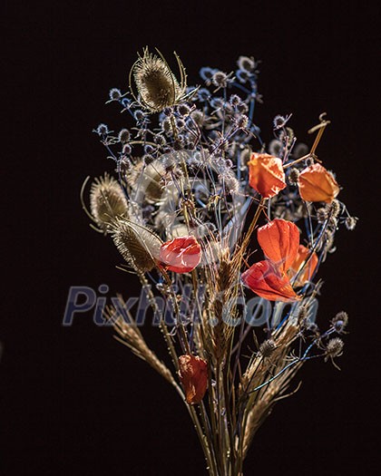 Dry flowers isolated on black background. Bush of dry flowers with different colors. Flower concept. Plant concept. Dry flowers isolated on black background. Bush of dry flowers with different colors. Flower concept. Plant concept.