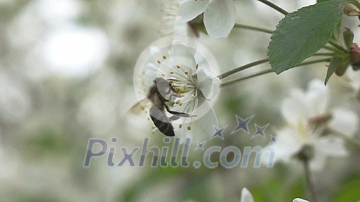 Bee flower hangs in front of cherry and sits on it. Slow motion. video footage 1080p full HD Bee flower hangs in front of cherry and sits on it. Slow motion. video footage 1080p full HD