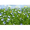 flax flowers