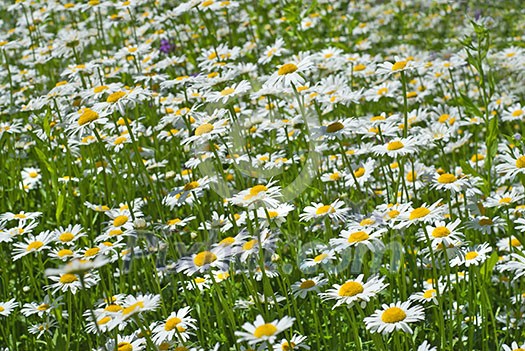 white chamomiles on green sunny meadow white chamomiles on green sunny meadow