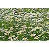 white chamomiles on green sunny meadow