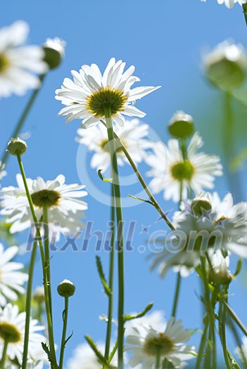 white chamomiles on meadow white chamomiles on meadow