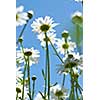 white chamomiles on meadow