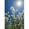 white chamomiles against blue sky and sun