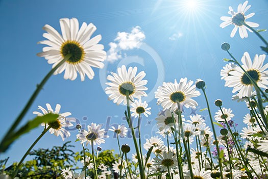 white chamomiles against blue sky