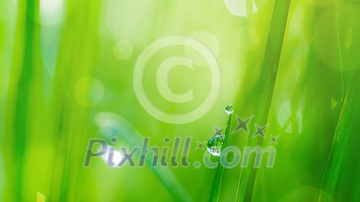 drop on grass and green background with natural bokeh, soft focus. Header for website
