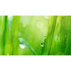 drop on grass and green background with natural bokeh, soft focus. Header for website