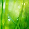 drop on grass and green background with natural bokeh, soft focus