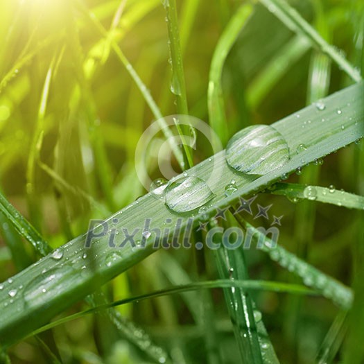 green grass with water drop and sun light green grass with water drop and sun light