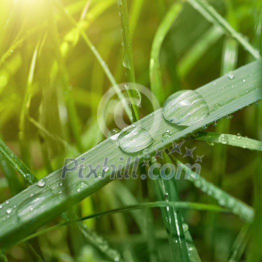 green grass with water drop and sun light