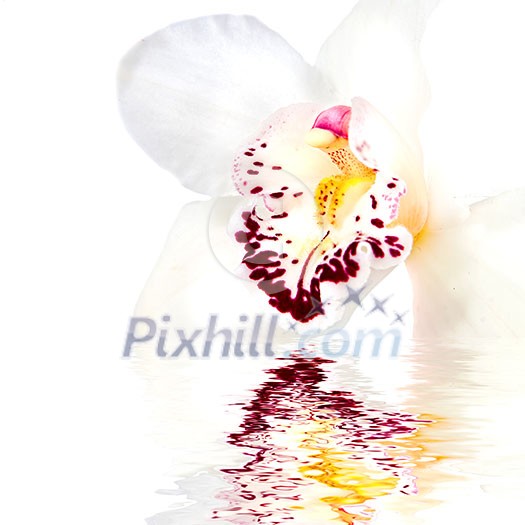 white orchid with reflection isolated on white white orchid with reflection isolated on white
