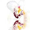 white orchid with reflection isolated on white