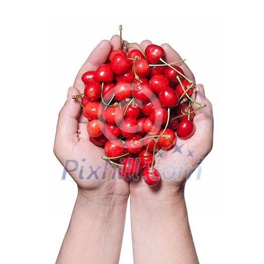 hands holding red cherry isolated on white