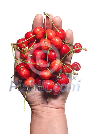 hand holding red cherry isolated on white hand holding red cherry isolated on white