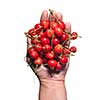 hand holding red cherry isolated on white