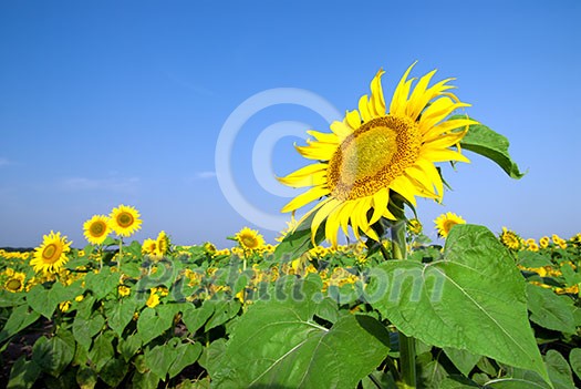 sunflower field over blue sky sunflower field over blue sky