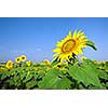 sunflower field over blue sky