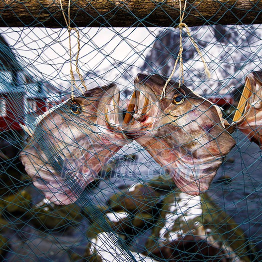 Fish cod's head is dried in the sun Fish cod's head is dried in the sun