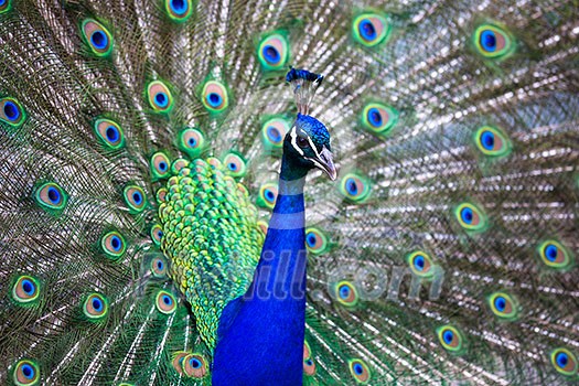 Splendid peacock with feathers out (Pavo cristatus) (shallow DOF; color toned image) Splendid peacock with feathers out (Pavo cristatus) (shallow DOF; color toned image)
