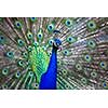 Splendid peacock with feathers out (Pavo cristatus) (shallow DOF; color toned image)